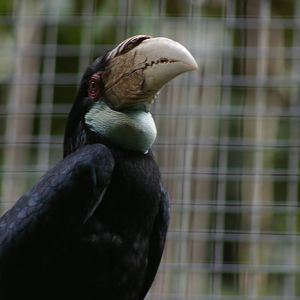 female wreathed hornbill (Aceros undulatus)