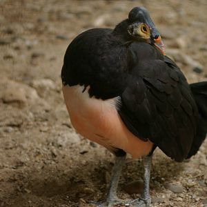 maleo (Macrocephalon maleo)