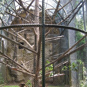 gibbon cage at Schmutzer Primate Centre