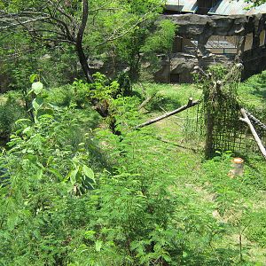 gorilla enclosure at Schmutzer Primate Centre
