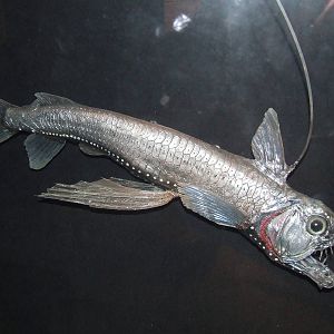 Sloane's Viperfish, Oceanium
