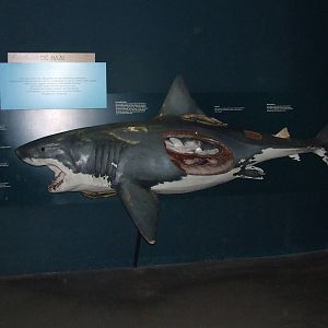 Great White Shark, Oceanium