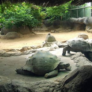 Galapagos Tortoises, Oceanium