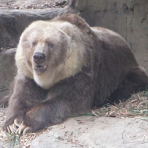 Kodiak Bear