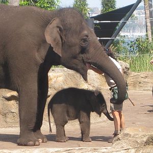 Baby elephant, Pathi Harn, with it's mother Porntip.