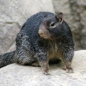 Variegated Rock Squirrel, Oceanium