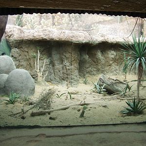 Variegated Rock Squirrel exhibit, Oceanium
