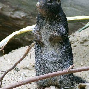 Variegated Rock Squirrel, Oceanium