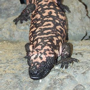 Gila Monster, Oceanium