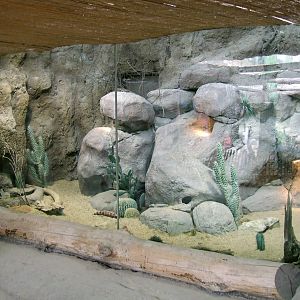 Reptiles of Sea of Cortez, Oceanium