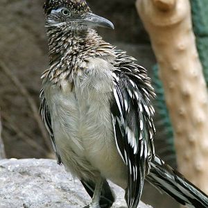 Greater Roadrunner, Oceanium