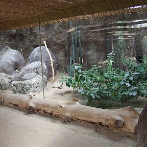Greater Roadrunner & Burrowing Owl mixed exhibit, Oceanium
