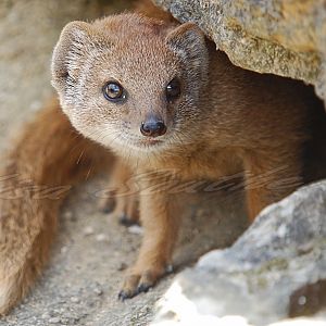 Yellow Mongoose