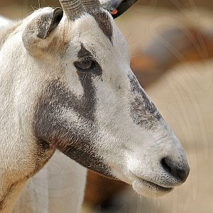 Arabian Oryx