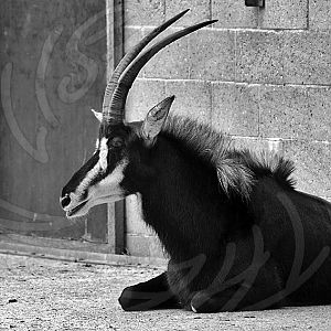 Sable Antelope