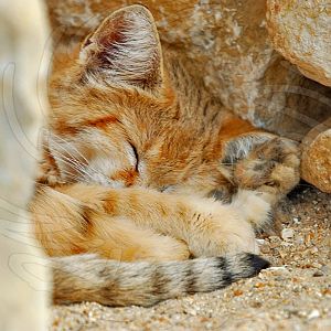 Sand Cat