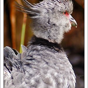 Southern Screamer
