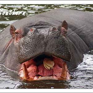 Hippo