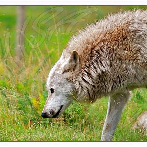 Grey Wolf