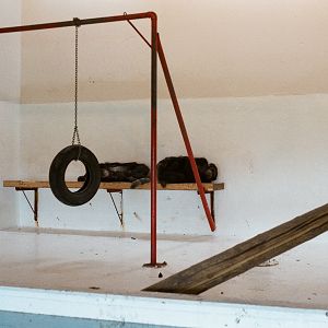 Hafnarfjordur Zoo Circa 1984 - Chimpanzees