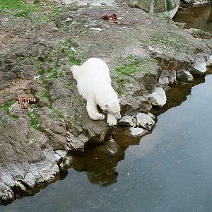 Hafnarfjordur Zoo Circa 1984 - Polar Bear