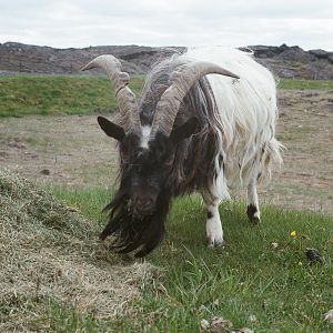 Hafnarfjordur Zoo Circa 1984 - Rare Icelandic Goat