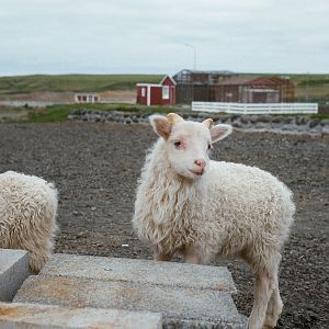 Hafnarfjordur Zoo Circa 1984 - Lambs