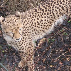 Male Cheetah 30.3.10