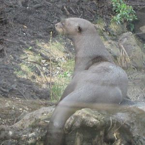 Giant Otter 30.3.10