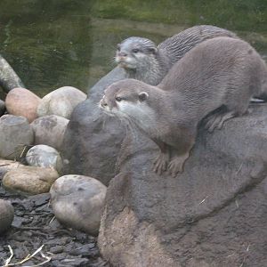Asian Short Clawed Otters 30.3.10