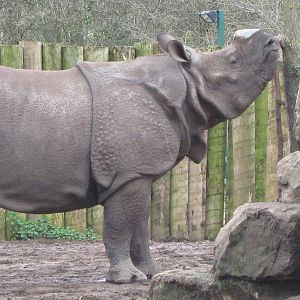 Indian Rhino bull Babuu 30.3.10