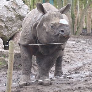 Indian Rhino Babuu 30.3.10