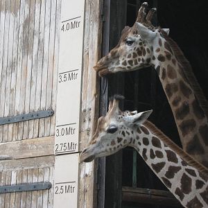 Rothschild Giraffes Aofie and Orla 30.3.10