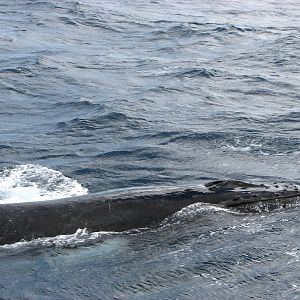 Migrating Humpback Whale