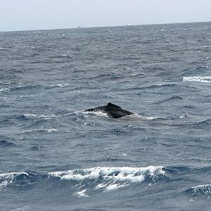Migrating Humpback Whale