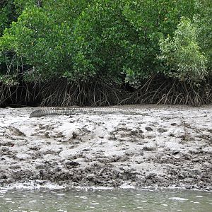 Wild Estuarine Crocodile on a mud bank close to Cairns
