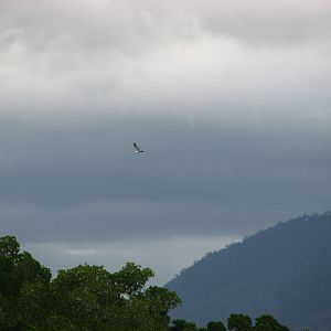 Raptor circulates above the river before striking