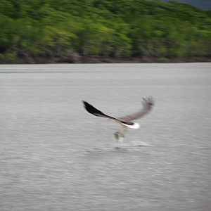 Raptor takes off with a fish from the river