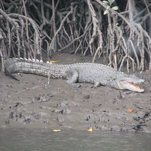Wild Estuarine Crocodile on a mud bank close to Cairns