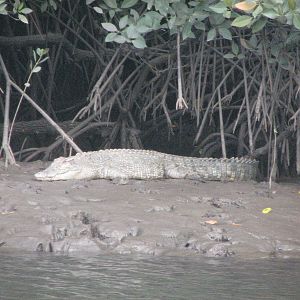 Wild Estuarine Crocodile on a mud bank close to Cairns