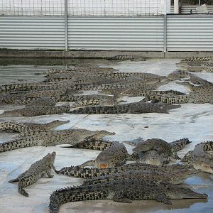 Cairns Crocodile Farm 2007 - Young crocodiles in a disgusting pen
