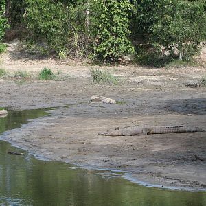 Cairns Crocodile Farm 2007 - Breeding enclosure