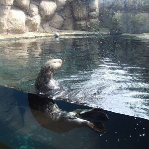 Sea Otter viewing, Oceanium