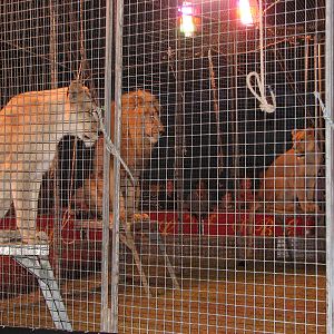 Lennon Bros Circus 2007 - Lion act