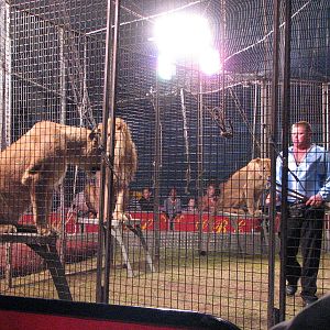 Lennon Bros Circus 2007 - Lion act