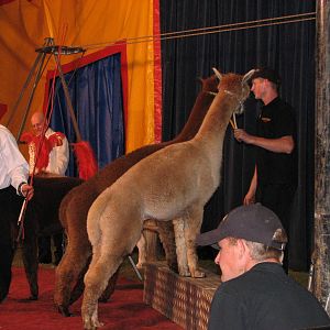 Lennon Bros Circus 2007 - Alpaca act