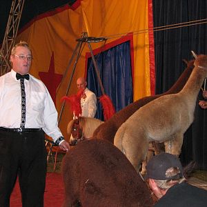 Lennon Bros Circus 2007 - Llama act
