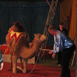 Lennon Bros Circus 2007 - Arabian Camel act