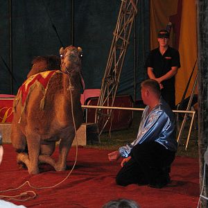 Lennon Bros Circus 2007 - Arabian Camel act