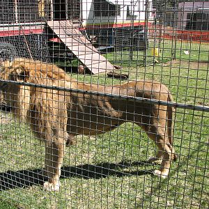 Lennon Bros Circus 2007 - African Lion in the lion fence